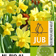 Narcissus tête-á-tête 12-14 cm verpakt per 10