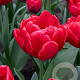 Tulipa Red Foxtrot 12 cm verpakt per 100