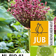 Allium Magic 12-14 cm verpakt per 10