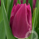 Tulipa Embrace 12 cm verpakt per 100