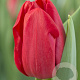 Tulipa Heartbreaker 12 cm verpakt per 100