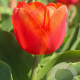 Tulipa Orange Sherpa 12 cm verpakt per 100