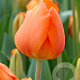 Tulipa Lighting Sun 12 cm verpakt per 100