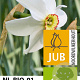 Narcissus recurvus 12-14 cm verpakt per 10