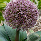 Allium Red Giant 14-16 cm verpakt per 100