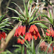 Fritillaria imp. Red Beauty 20 cm verpakt per 10