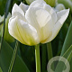 Tulipa Northcap 11-12 cm verpakt per 100