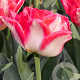 Tulipa Pink Delight 11-12 cm verpakt per 100