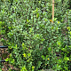 Ilex crenata 'Caroline Upright' 60-80 cm met kluit
