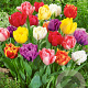 Tulipa Double Early Mix 11-12 cm verpakt per 100