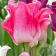 Tulipa Crown Of Dynasty 11-12 cm verpakt per 100