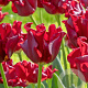 Tulipa Red Dress 11-12 cm verpakt per 100