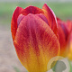 Tulipa Amberglow 11-12 cm verpakt per 100