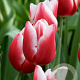 Tulipa Universum 11-12 cm verpakt per 100