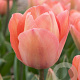 Tulipa Salmon van Eijk 11-12 cm verpakt per 100