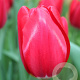 Tulipa Yosemite 11-12 cm verpakt per 100