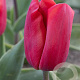 Tulipa Red Paradise 11-12 cm verpakt per 100