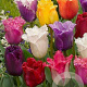 Tulipa Gefranjerd Gemengd 11-12 cm verpakt per 100