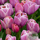Tulipa Blue Heaven 11-12 cm verpakt per 100