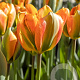 Tulipa Orange Marmelade 11-12 cm verpakt per 100