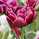 Tulipa Dream Touch 11-12 cm verpakt per 100