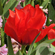 Tulipa Roodkapje Dubbel 11-12 cm verpakt per 100