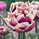 Tulipa Wyndham 11-12 cm verpakt per 100