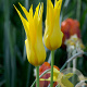 Tulipa Flashback 11-12 cm verpakt per 100