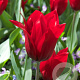 Tulipa Pretty Woman 11-12 cm verpakt per 100