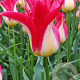 Tulipa Strawberry Romanoff 11-12 cm verpakt per 100
