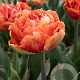 Tulipa Brisbane 11-12 cm verpakt per 100