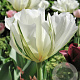 Tulipa White Valley 11-12 cm verpakt per 100