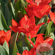 Tulipa Praestans Zwanenburg Variety 8-9 cm verpakt per 100