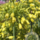 Allium Yellow Fantasy verpakt per 100