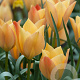 Tulipa batalinii Bright Gem verpakt per 100