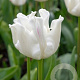 Tulipa White Liberstar verpakt per 100