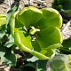 Tulipa Green Power verpakt per 100