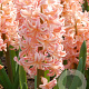 Hyacinthen Gipsy Queen verpakt per 50