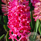 Hyacinthen Jan Bos verpakt per 50