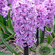 Hyacinthen Purple Voice verpakt per 50