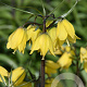 Fritillaria Helena 24 CM verpakt per 10