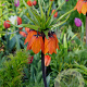 Fritillaria imp. Aurora 24 CM verpakt per 10