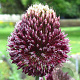 Allium Forelock 14 CM verpakt per 25