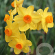 Narcissus Grand Soleil d'Or 15-17CM verpakt per 50