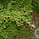 Lonicera pileata 'Purple Pearl' GM 1.5
