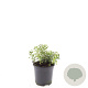Spiraea decumbens GM 1.5