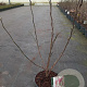 Magnolia 'Susan' 40-50 cm 5,0L