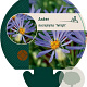 Aster macrophyllus 'Twilight' GM P9