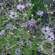 Aster macrophyllus 'Twilight' GM P9