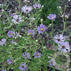 Aster macrophyllus 'Twilight' GM P9